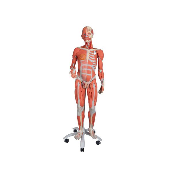 3 4 Life Size Dual Sex Human Muscle Model on Metal Stand 45 part 3B Smart Anatomy
