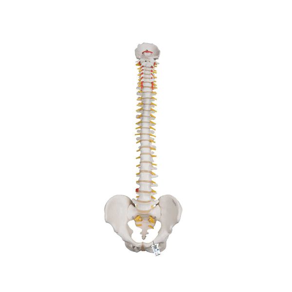 Classic Flexible Human Spine Model 3B Smart Anatomy