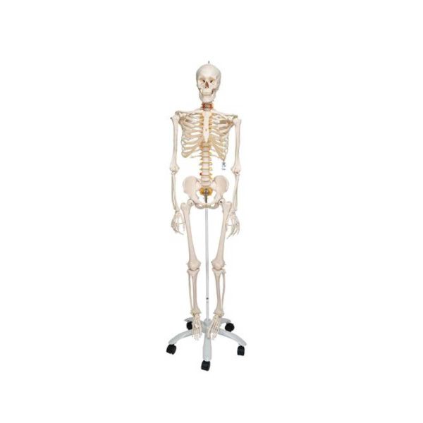 Flexible Human Skeleton Model Fred 3B Smart Anatomy