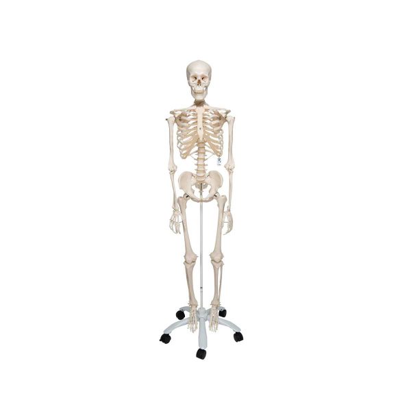 Human Skeleton Model Stan 3B Smart Anatomy