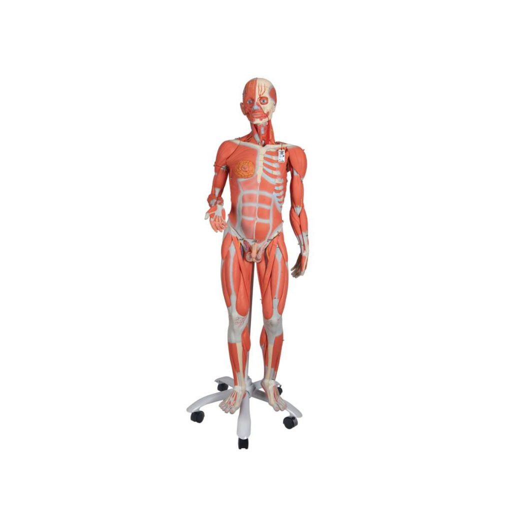3B Scientific 3/4 Life-Size Dual Sex Human Muscle Model on Metal Stand, 45-Part - 3B Smart Anatomy - Medical Grade Professional (Healthcare)