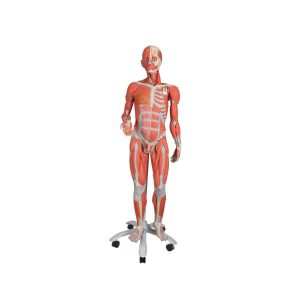 3B Scientific 3/4 Life-Size Dual Sex Human Muscle Model on Metal Stand, 45-Part - 3B Smart Anatomy - Medical Grade Professional (Healthcare)