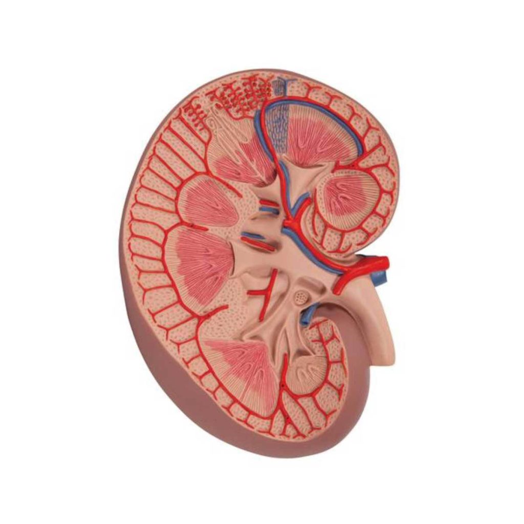 3B Scientific Basic Kidney Section Model, 3 times Full-Size – 3B Smart Anatomy - Medical Grade Professional (Healthcare)