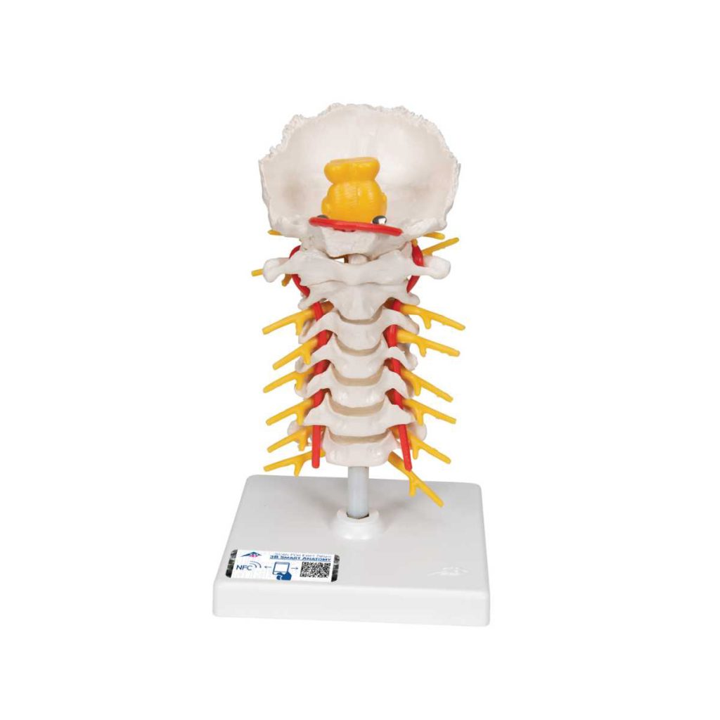 3B Scientific Cervical Human Spinal Column Model – 3B Smart Anatomy - Medical Grade Professional (Healthcare)