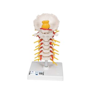 3B Scientific Cervical Human Spinal Column Model – 3B Smart Anatomy - Medical Grade Professional (Healthcare)