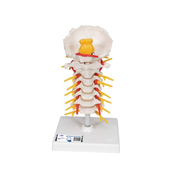 3B Scientific Cervical Human Spinal Column Model ‚Äì 3B Sm