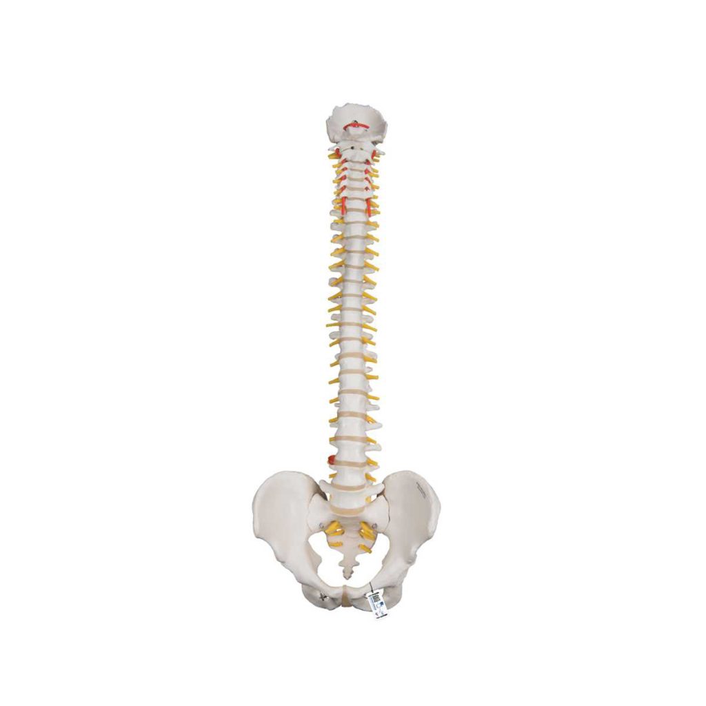 3B Scientific Classic Flexible Human Spine Model – 3B Smart Anatomy - Medical Grade Professional (Healthcare)