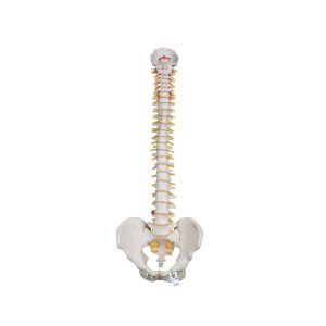 3B Scientific Classic Flexible Human Spine Model – 3B Smart Anatomy - Medical Grade Professional (Healthcare)