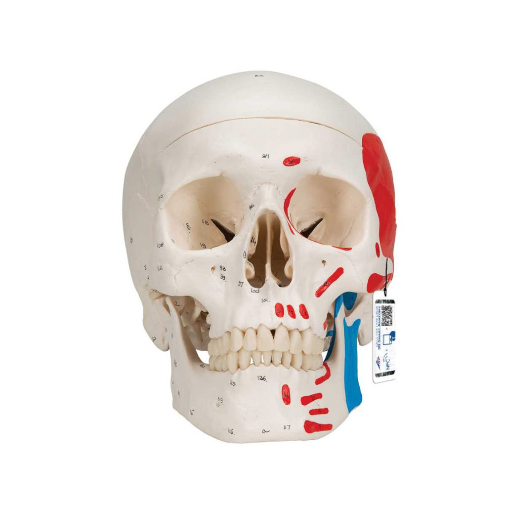 3B Scientific Classic Human Skull Model painted, 3 part – 3B Smart Anatomy - Medical Grade Professional (Healthcare)