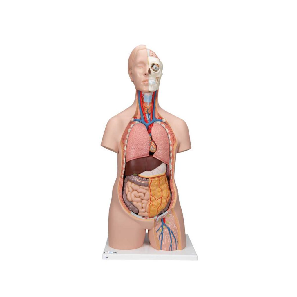 3B Scientific Classic Unisex Human Torso Model, 12 part – 3B Smart Anatomy - Medical Grade Professional (Healthcare)