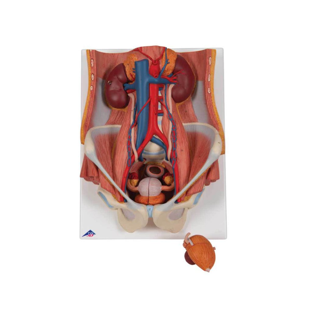 3B Scientific Dual Sex Urinary System Model, 6 part – 3B Smart Anatomy - Medical Grade Professional (Healthcare)