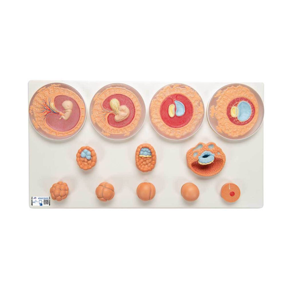 3B Scientific Embryonic Development Model in 12 Stages – 3B Smart Anatomy - Medical Grade Professional (Healthcare)
