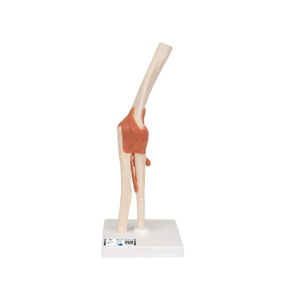 3B Scientific Functional Human Elbow Joint Model with Ligaments – 3B Smart Anatomy - Medical Grade Professional (Healthcare)