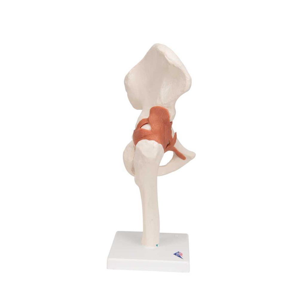 3B Scientific Functional Human Hip Joint Model – 3B Smart Anatomy - Medical Grade Professional (Healthcare)