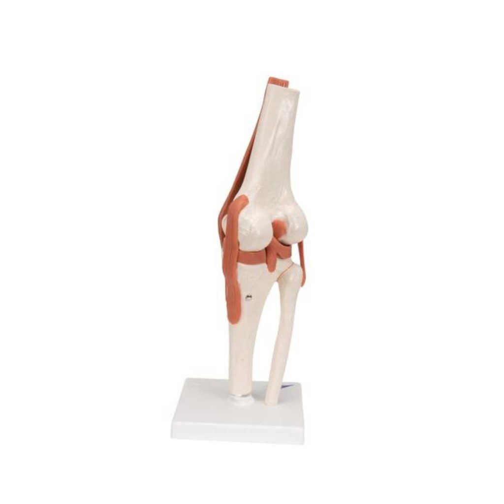 3B Scientific Functional Human Knee Joint Model with Ligaments – 3B Smart Anatomy - Medical Grade Professional (Healthcare)