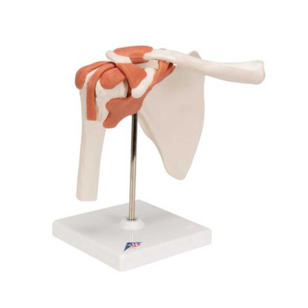 3B Scientific Functional Human Shoulder Joint – 3B Smart Anatomy - Medical Grade Professional (Healthcare)