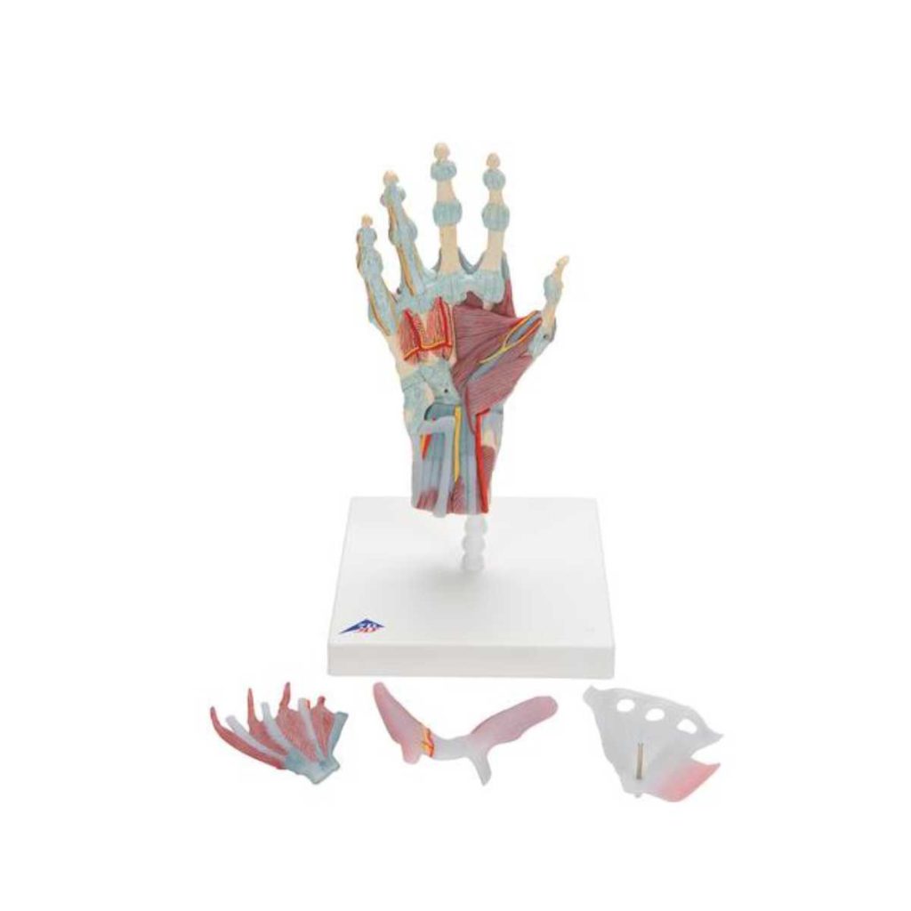 3B Scientific Hand Skeleton Model with Ligaments and Muscles – 3B Smart Anatomy - Medical Grade Professional (Healthcare)