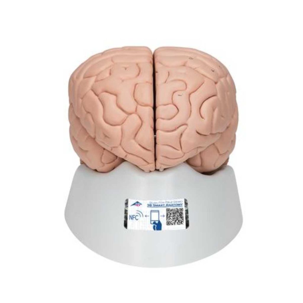 3B Scientific Human Brain Model, 8 part – 3B Smart Anatomy - Medical Grade Professional (Healthcare)