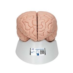 3B Scientific Human Brain Model, 8 part – 3B Smart Anatomy - Medical Grade Professional (Healthcare)