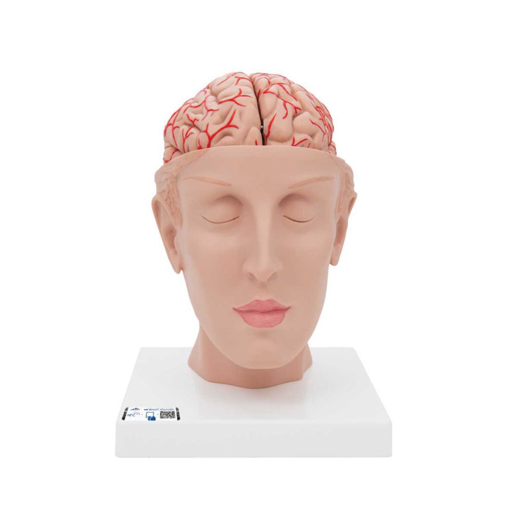 3B Scientific Human Brain Model with Arteries on Base of Head, 8 part – 3B Smart Anatomy - Medical Grade Professional (Healthcare)