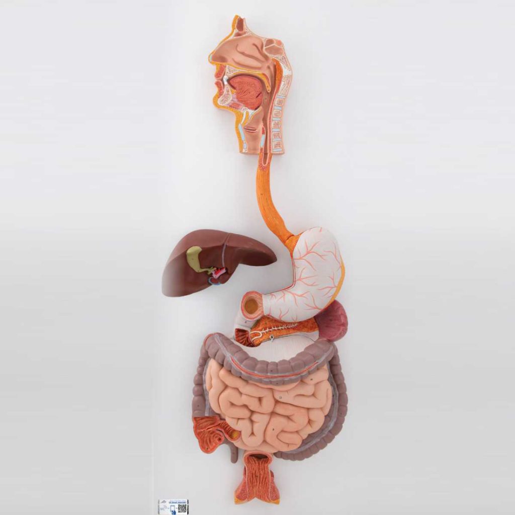 3B Scientific Human Digestive System Model, 3 part - Medical Grade Professional (Healthcare)