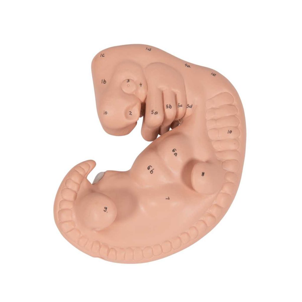 3B Scientific Human Embryo Model, 25 times Life-Size – 3B Smart Anatomy - Medical Grade Professional (Healthcare)