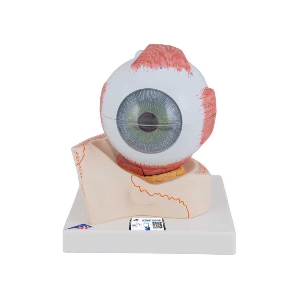 3B Scientific Human Eye Model, 5 times Full-Size, 7 part - Medical Grade Professional (Healthcare)