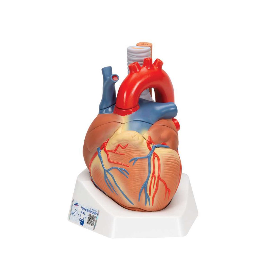 3B Scientific Human Heart Model, 7 Part – 3B Smart Anatomy - Medical Grade Professional (Healthcare)
