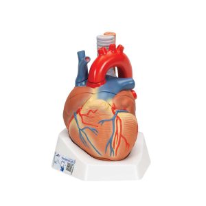 3B Scientific Human Heart Model, 7 Part – 3B Smart Anatomy - Medical Grade Professional (Healthcare)