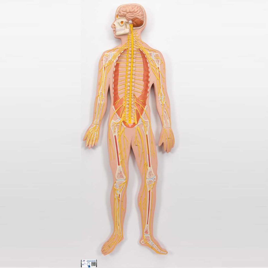 3B Scientific Human Nervous System Model, 1-2 Life-Size – 3B Smart Anatomy - Medical Grade Professional (Healthcare)
