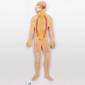 3B Scientific Human Nervous System Model, 1-2 Life-Size – 3B Smart Anatomy - Medical Grade Professional (Healthcare)