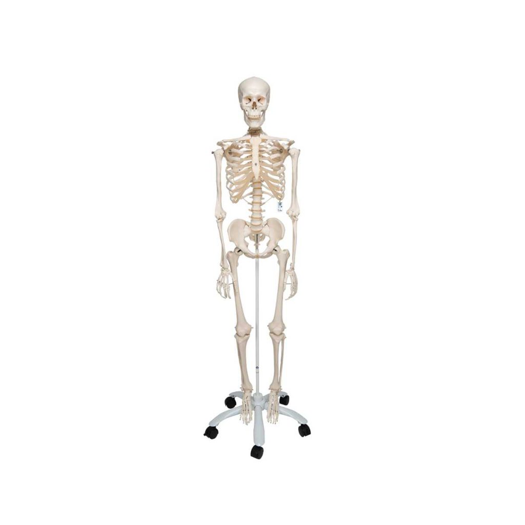 3B Scientific Human Skeleton Model Stan – 3B Smart Anatomy - Medical Grade Professional (Healthcare)