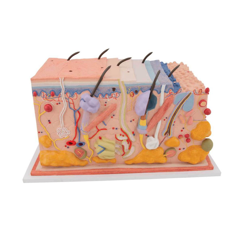 3B Scientific Human Skin Section Model, 70 times Full-Size – 3B Smart Anatomy - Medical Grade Professional (Healthcare)