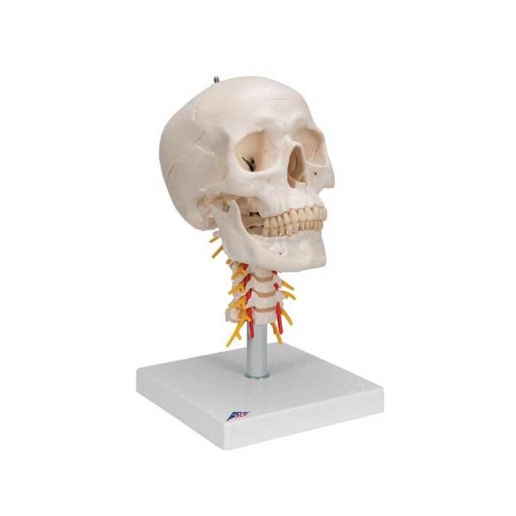 3B Scientific Human Skull Model on Cervical Spine, 4 part – 3B Smart Anatomy - Medical Grade Professional (Healthcare)
