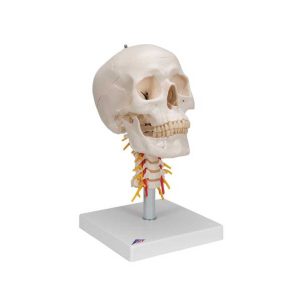 3B Scientific Human Skull Model on Cervical Spine, 4 part – 3B Smart Anatomy - Medical Grade Professional (Healthcare)