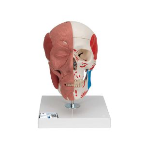 3B Scientific Human Skull with Facial Muscles – 3B Smart Anatomy - Medical Grade Professional (Healthcare)