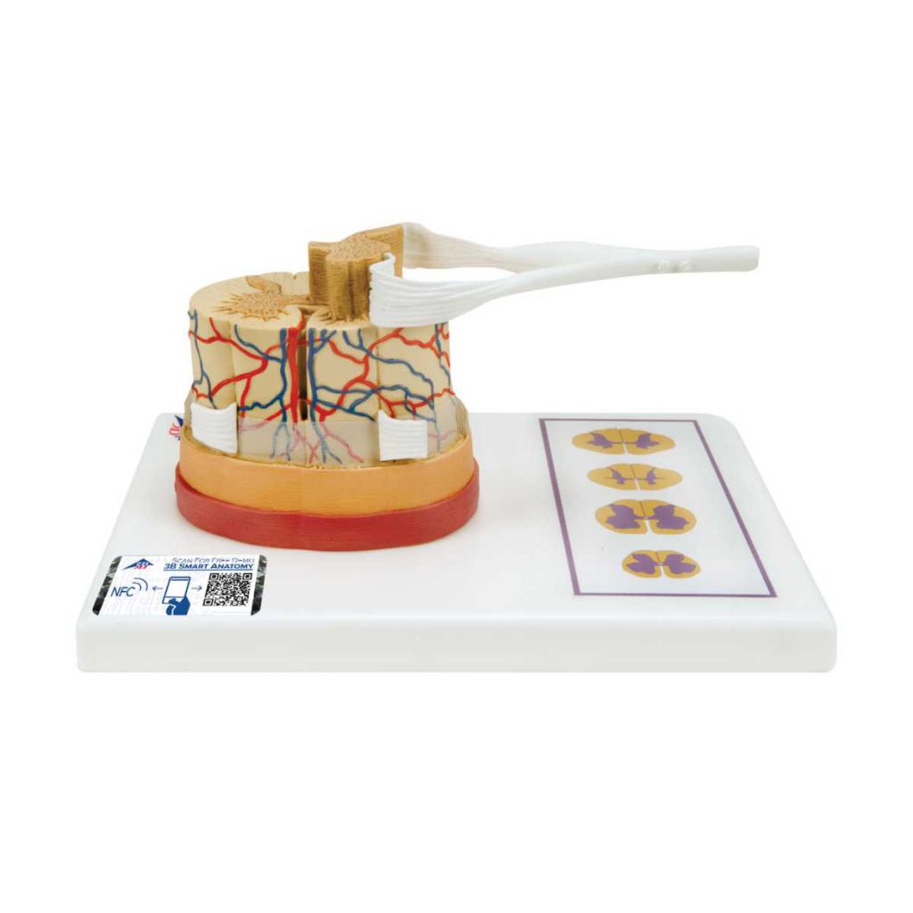 3B Scientific Human Spinal Cord Model, 5 times Life-Size – 3B Smart Anatomy - Medical Grade Professional (Healthcare)