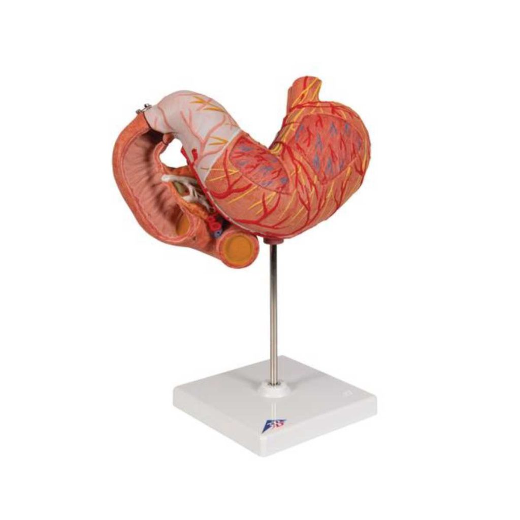 3B Scientific Human Stomach Model, 3 part - Medical Grade Professional (Healthcare)