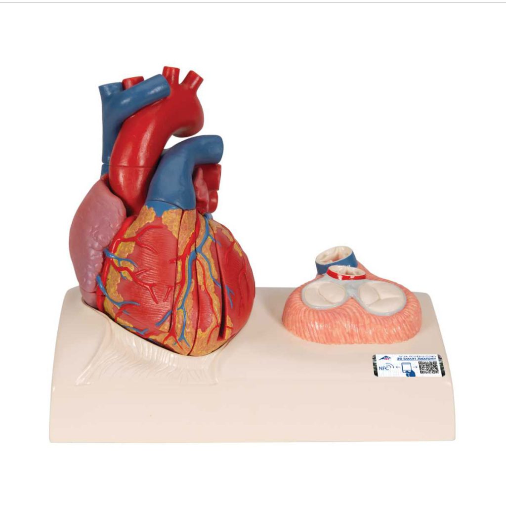 3B Scientific Life-Size Human Heart Model, 5 Parts with Representation of Systole – 3B Smart Anatomy - Medical Grade Professional (Healthcare)
