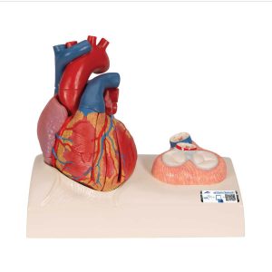 3B Scientific Life-Size Human Heart Model, 5 Parts with Representation of Systole – 3B Smart Anatomy - Medical Grade Professional (Healthcare)