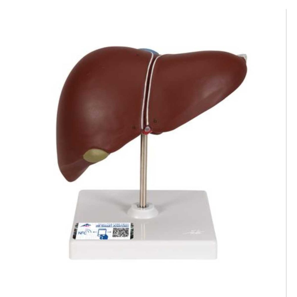 3B Scientific Liver Model with Gall Bladder - Medical Grade Professional (Healthcare)