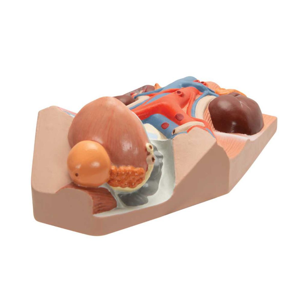 3B Scientific Male Urinary System Model, 3&4 Life-Size – 3B Smart Anatomy - Medical Grade Professional (Healthcare)