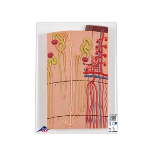 3B Scientific Nephrons and Blood Vessels Model, 120 times Full-Size – 3B Smart Anatomy - Medical Grade Professional (Healthcare)