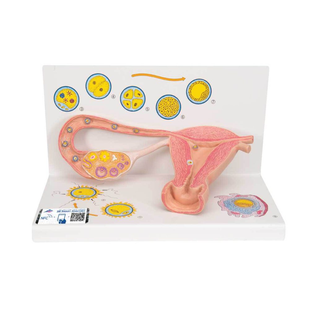 3B Scientific Ovaries and Fallopian Tubes Model with Stages of Fertilization, 2-times Magnified – 3B Smart Anatomy - Medical Grade Professional (Healthcare)