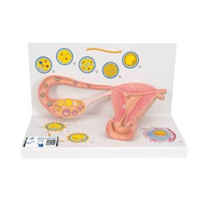 3B Scientific Ovaries and Fallopian Tubes Model with Stages of Fertilization, 2-times Magnified – 3B Smart Anatomy - Medical Grade Professional (Healthcare)