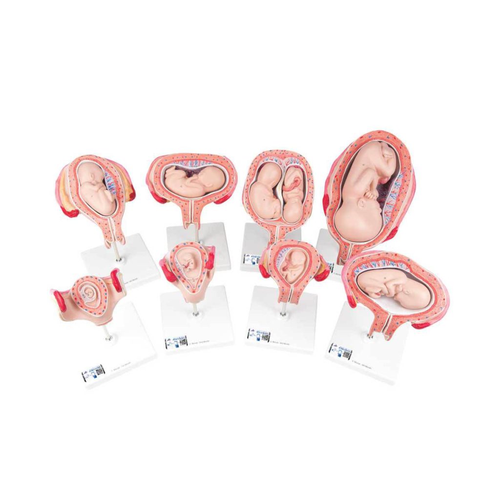 3B Scientific Pregnancy Models Series, 8 Individual Embryo and Fetus Models – 3B Smart Anatomy - Medical Grade Professional (Healthcare)