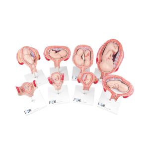 3B Scientific Pregnancy Models Series, 8 Individual Embryo and Fetus Models – 3B Smart Anatomy - Medical Grade Professional (Healthcare)