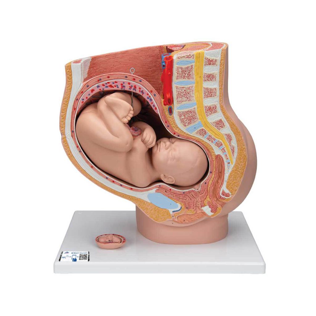 3B Scientific Pregnancy Pelvis Model in Median Section with Removable Fetus (40 weeks), 3 part – 3B Smart Anatomy - Medical Grade Professional (Healthcare)