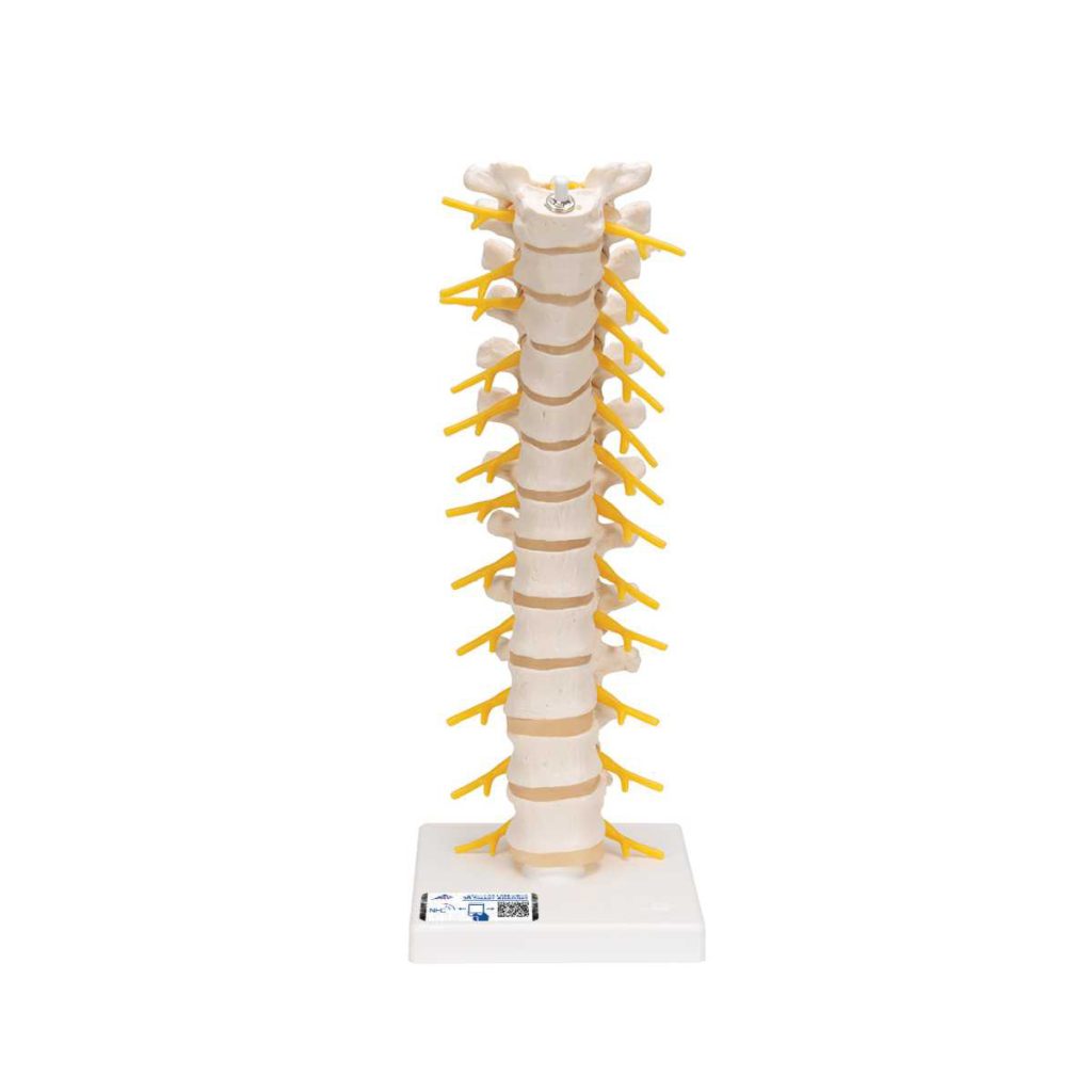 3B Scientific Thoracic Human Spinal Column Model - Medical Grade Professional (Healthcare)