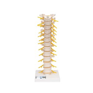 3B Scientific Thoracic Human Spinal Column Model - Medical Grade Professional (Healthcare)